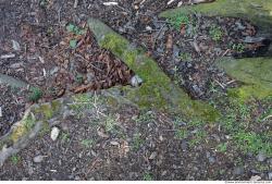 Photo Textures of Wood